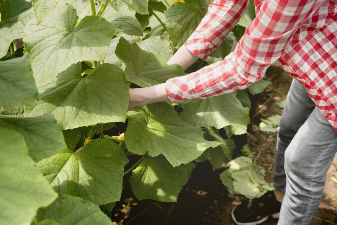 female-farmer-greenhouse-harvesting-veggies (1366x768px)